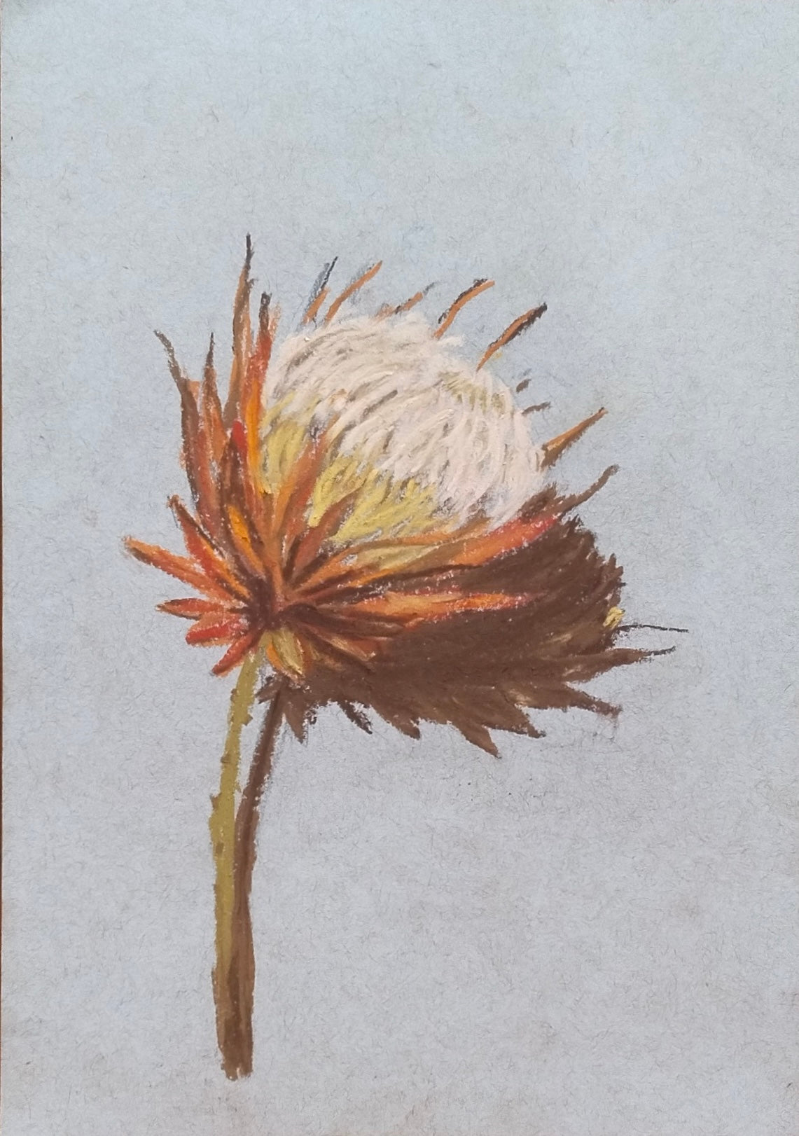 Botanical set of 4