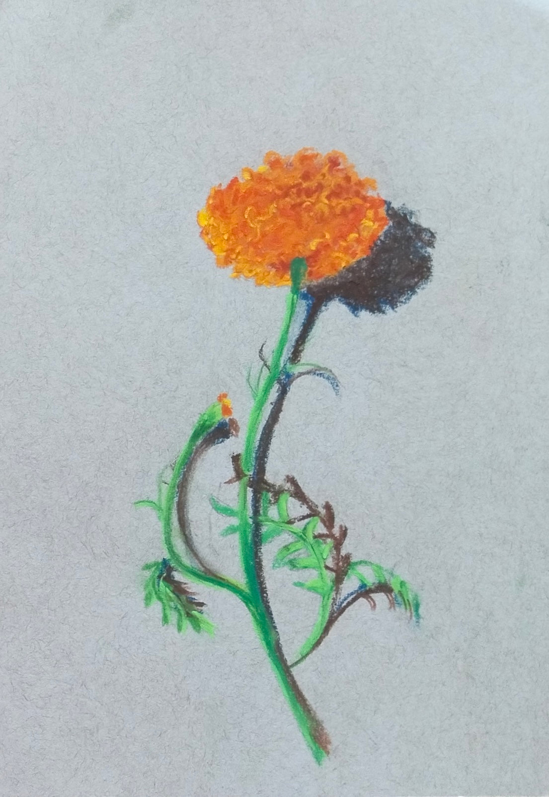 Botanical set of 6